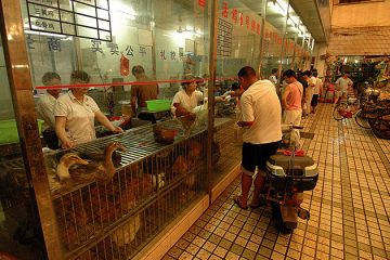 Live poultry market, Shanghai, China. Photo by kdriese on Flickr.