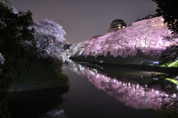 Sakura light-up at Chidoriga-fuchi in Tokyo. Photo by marufish on Flickr.